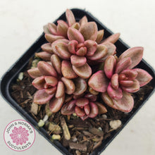 Load image into Gallery viewer, Lenopetalum Chocolate and Strawberries - John &amp; Norma&#39;s Succulents
