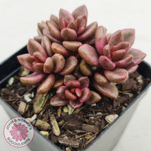 Load image into Gallery viewer, Lenopetalum Chocolate and Strawberries - John &amp; Norma&#39;s Succulents
