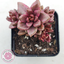 Load image into Gallery viewer, Lenopetalum Chocolate and Strawberries - John &amp; Norma&#39;s Succulents
