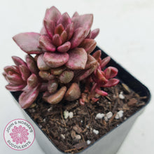 Load image into Gallery viewer, Lenopetalum Chocolate and Strawberries - John &amp; Norma&#39;s Succulents
