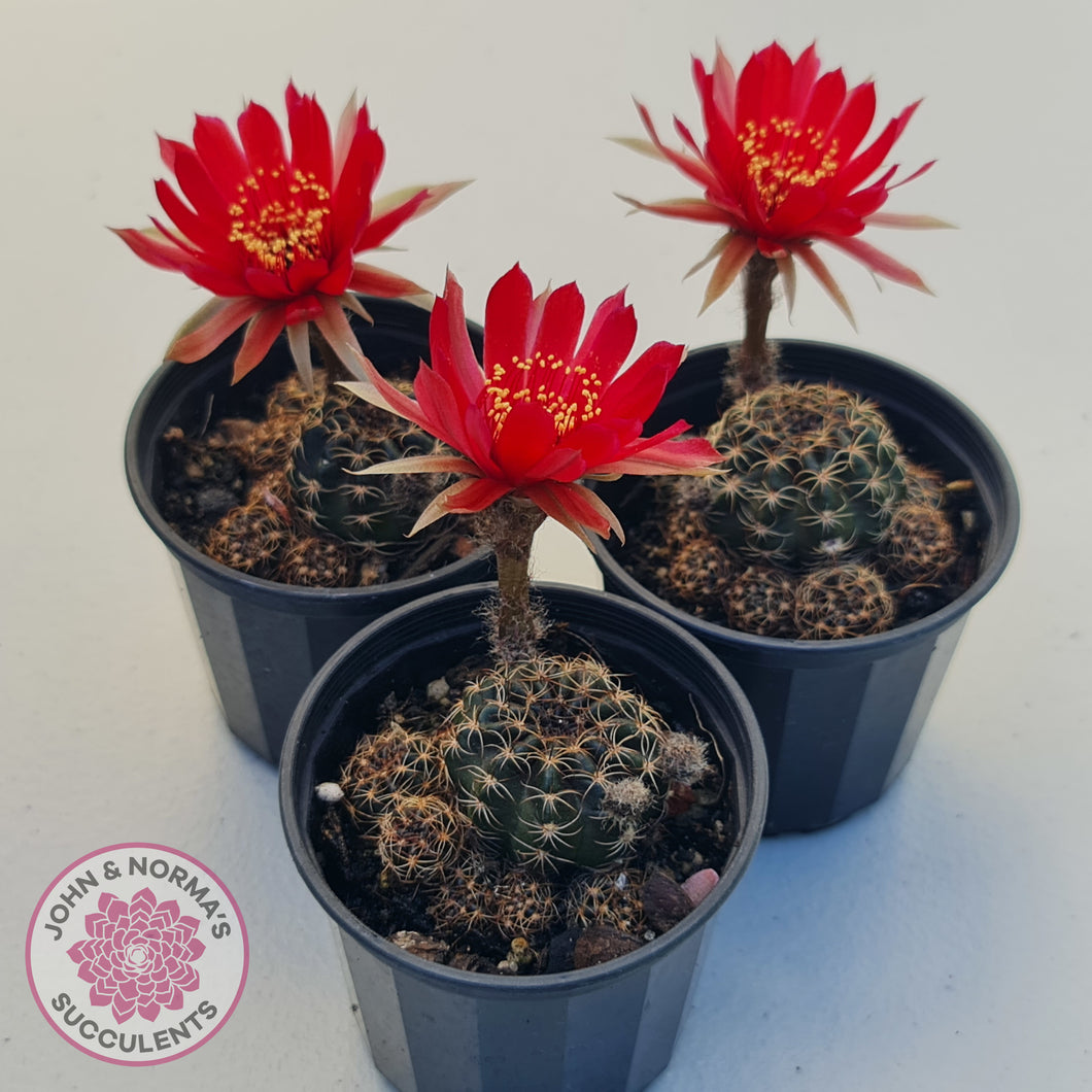 Lobivia arachnacantha red form