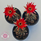 Lobivia arachnacantha red form