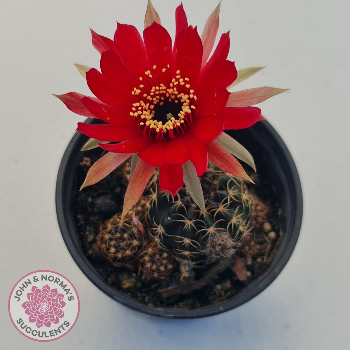 Lobivia arachnacantha red form