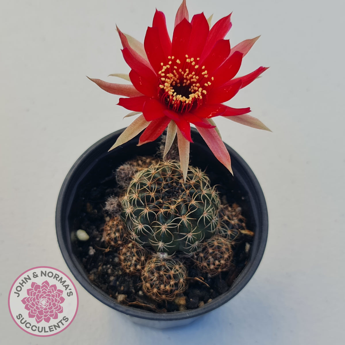 Lobivia arachnacantha red form