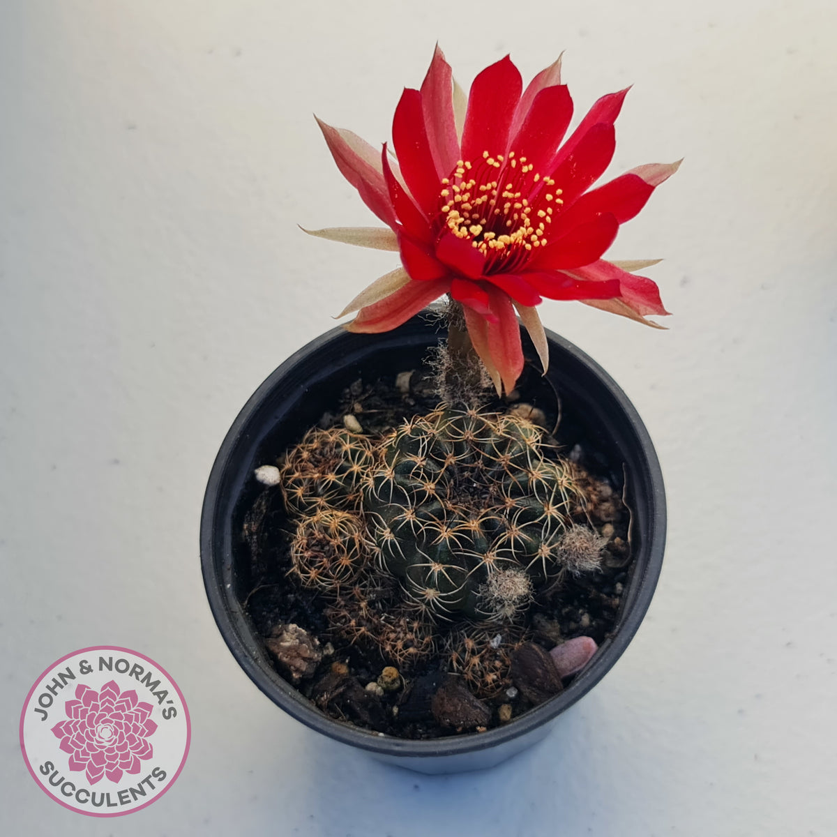 Lobivia arachnacantha red form