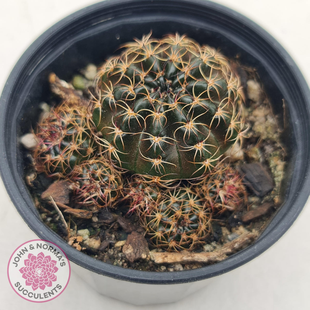 Lobivia arachnacantha red form