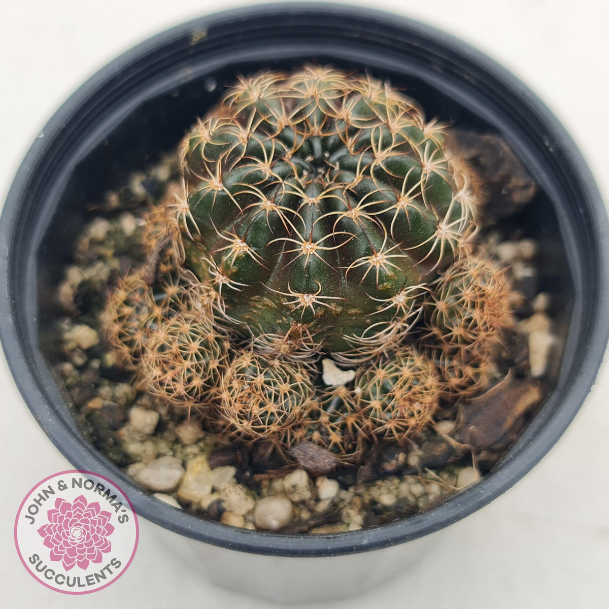 Lobivia arachnacantha red form