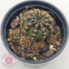 Lobivia arachnacantha red form