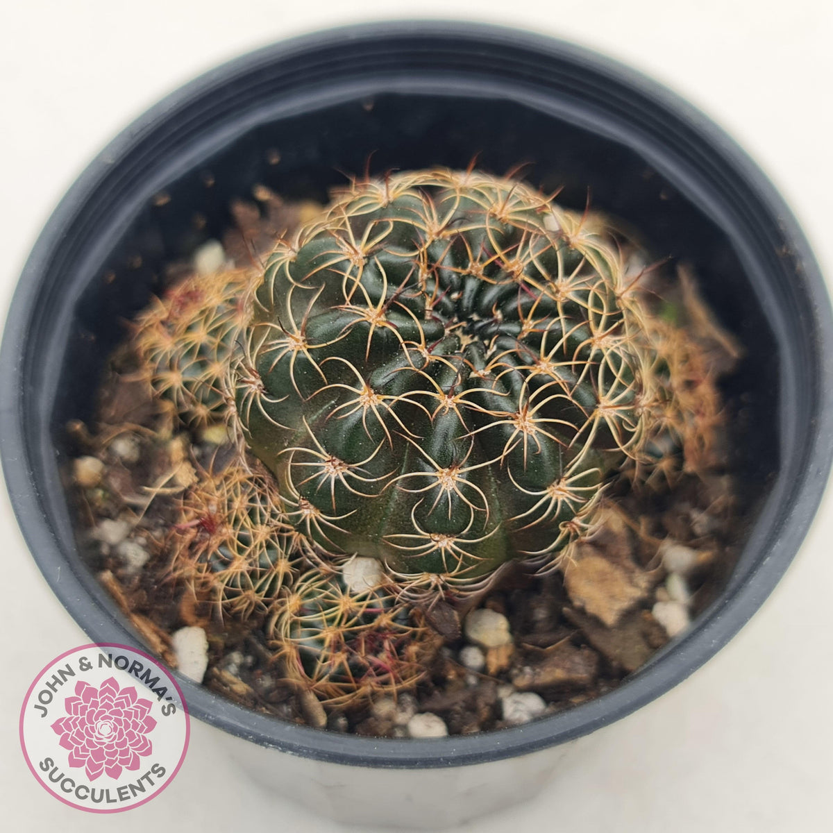 Lobivia arachnacantha red form
