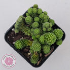 Monanthes polyphylla
