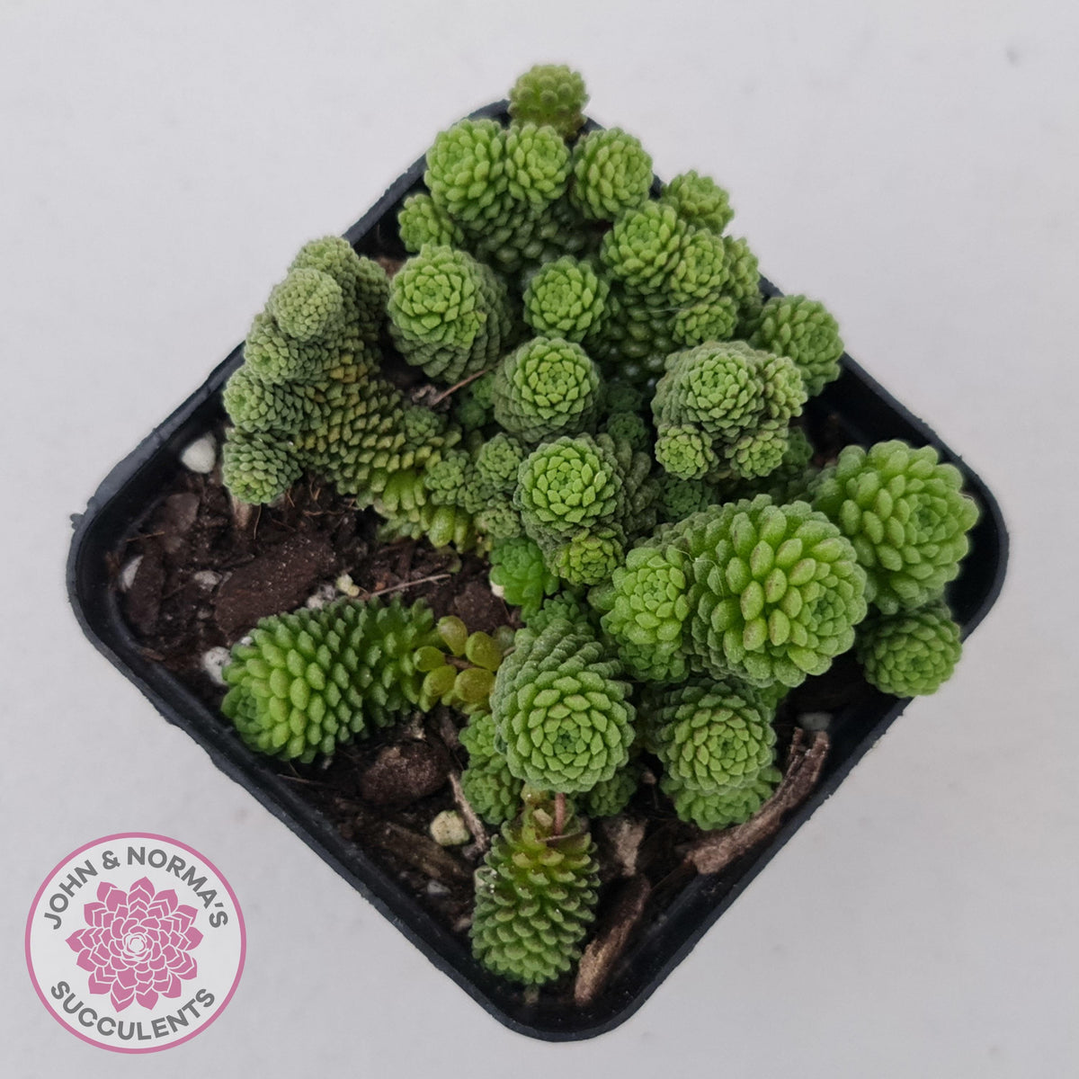 Monanthes polyphylla