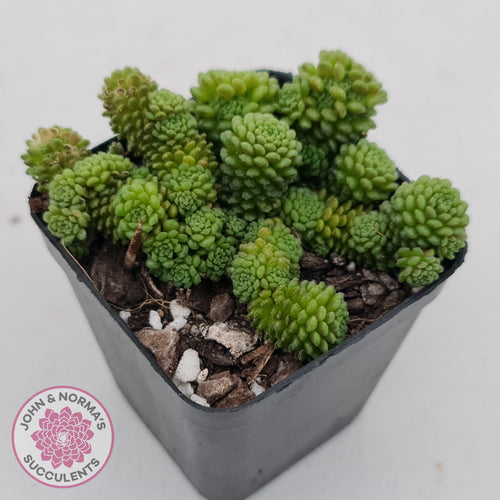 Monanthes polyphylla - John & Norma's Succulents
