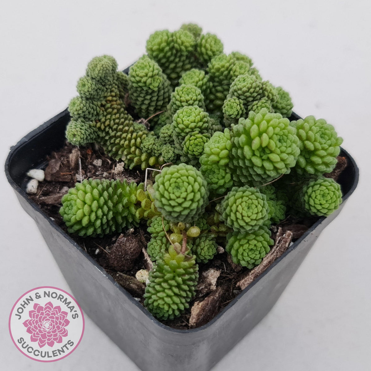 Monanthes polyphylla