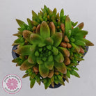 Orostachys erubescens 'Tume - Renge' (multi)