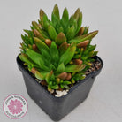 Orostachys erubescens 'Tume - Renge' (multi)