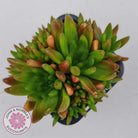 Orostachys erubescens 'Tume - Renge' (multi)