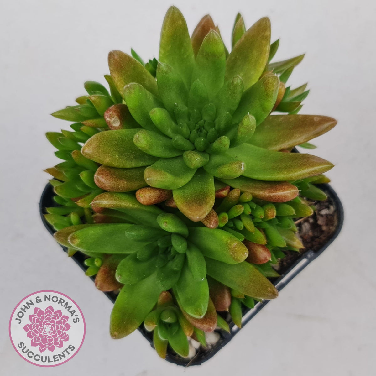 Orostachys erubescens 'Tume - Renge' (multi)