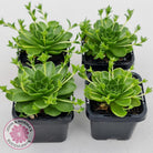 Orostachys malacophylla ssp. Iwarenge ‘Genkai’