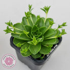 Orostachys malacophylla ssp. Iwarenge ‘Genkai’