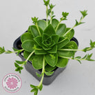 Orostachys malacophylla ssp. Iwarenge ‘Genkai’