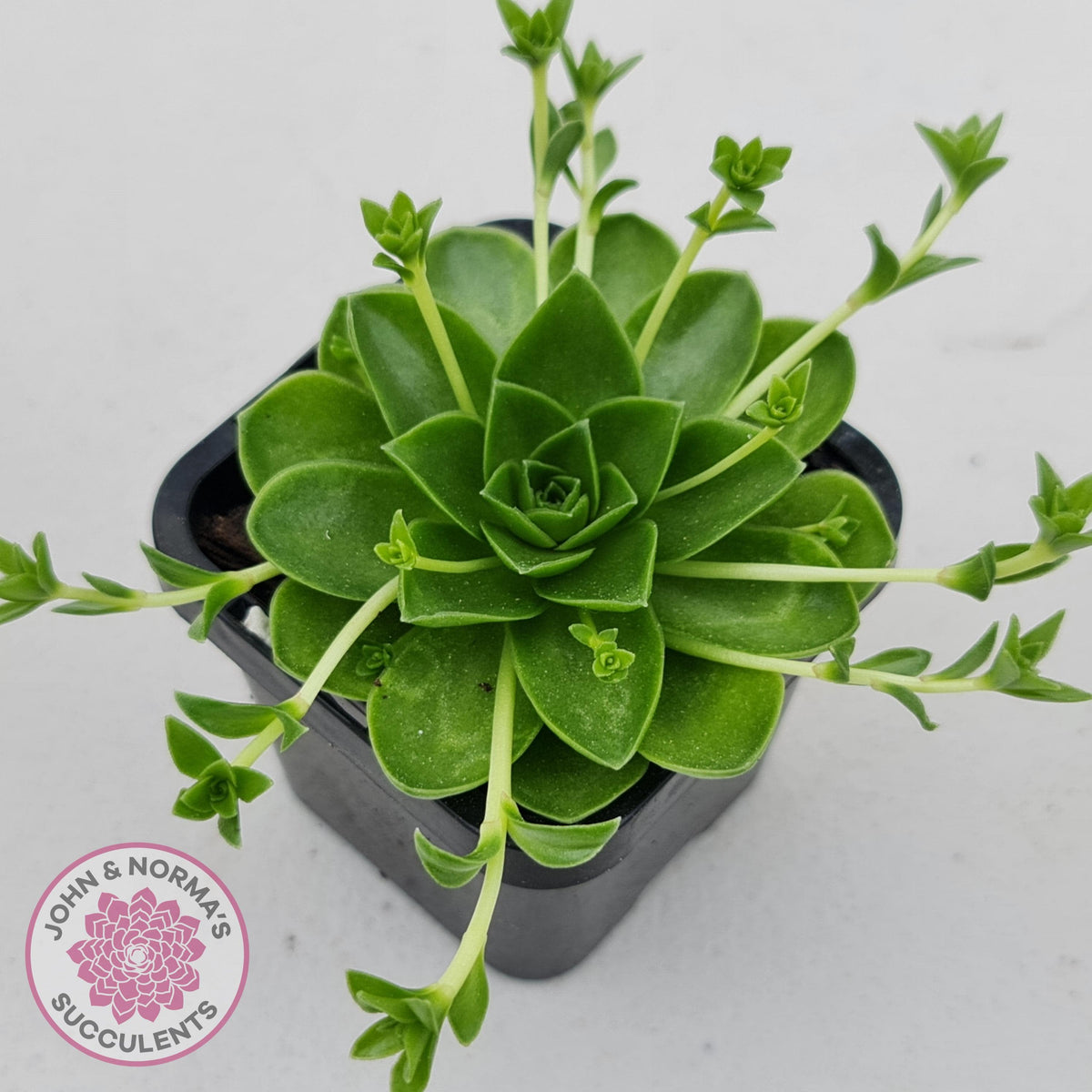 Orostachys malacophylla ssp. Iwarenge ‘Genkai’