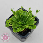 Orostachys malacophylla ssp. Iwarenge ‘Genkai’