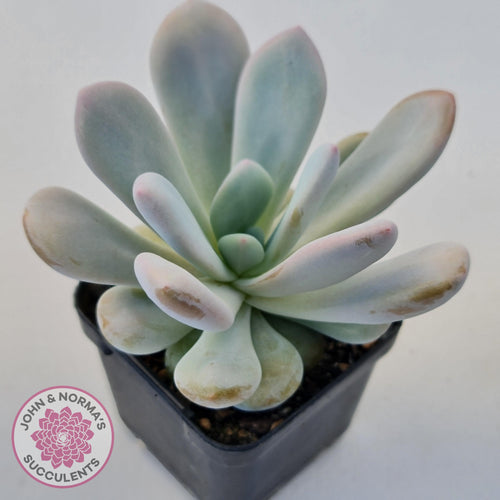 Pachyphytum 'Pink Bunny' - John & Norma's Succulents Australia