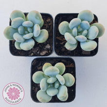 Load image into Gallery viewer, Pachyphytum &#39;Blue Baby&#39; (multi) - John &amp; Norma&#39;s Succulents Australia
