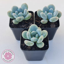 Load image into Gallery viewer, Pachyphytum &#39;Blue Baby&#39; (multi) - John &amp; Norma&#39;s Succulents Australia
