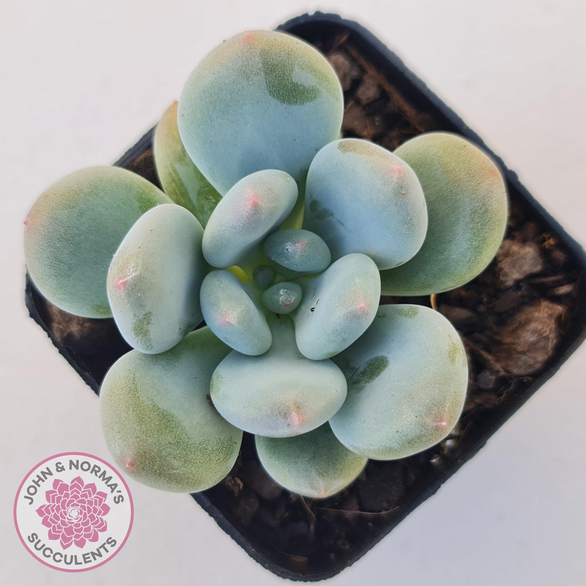 Pachyphytum 'Blue Baby'