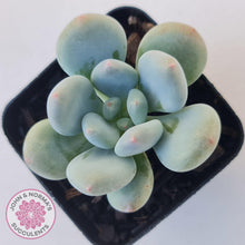 Load image into Gallery viewer, Pachyphytum &#39;Blue Baby&#39; (multi) - John &amp; Norma&#39;s Succulents Australia
