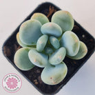Pachyphytum 'Blue Baby'