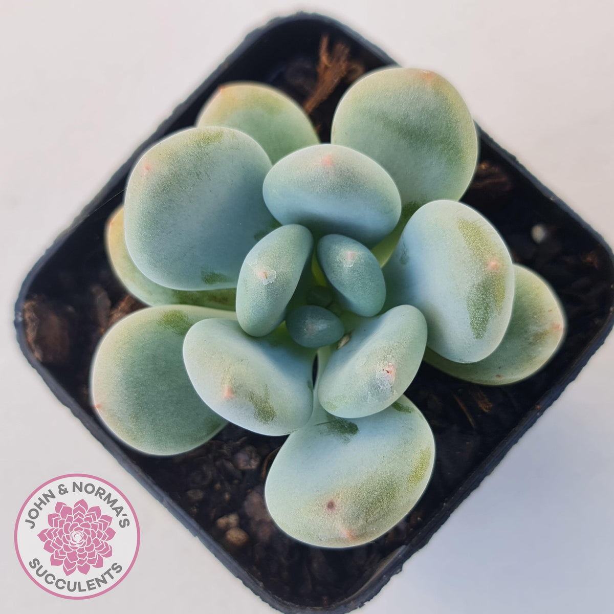 Pachyphytum 'Blue Baby'