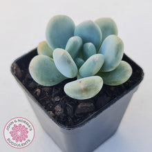 Load image into Gallery viewer, Pachyphytum &#39;Blue Baby&#39; (multi) - John &amp; Norma&#39;s Succulents Australia
