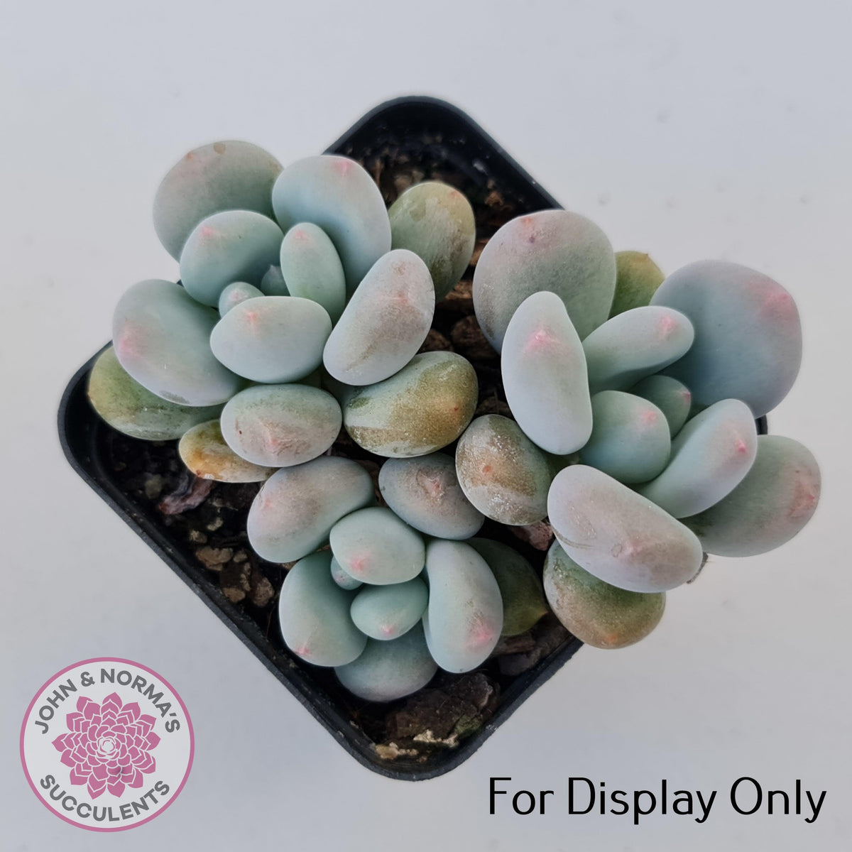 Pachyphytum 'Blue Baby'