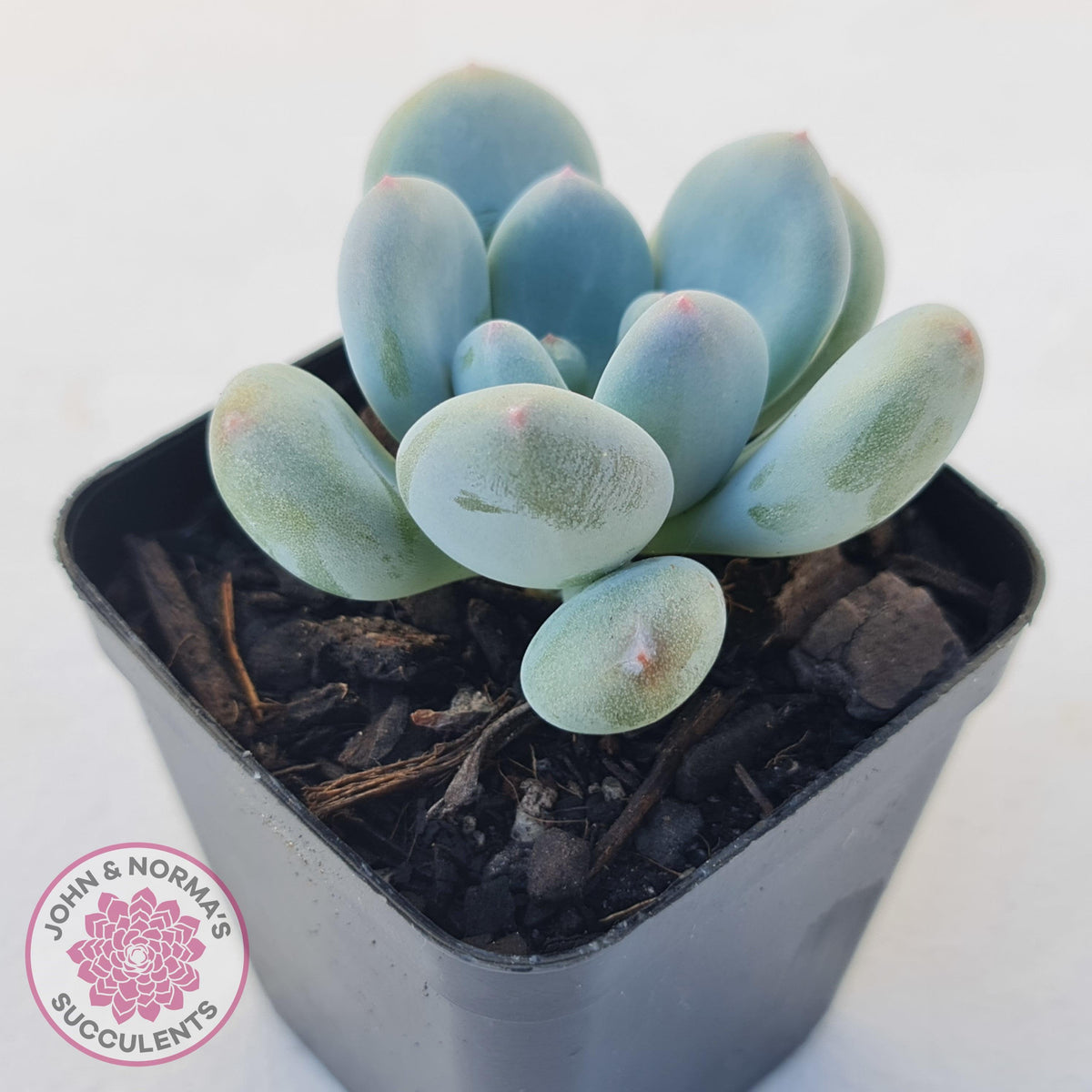Pachyphytum 'Blue Baby'