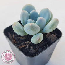 Load image into Gallery viewer, Pachyphytum &#39;Blue Baby&#39; (multi) - John &amp; Norma&#39;s Succulents Australia
