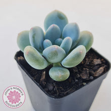 Load image into Gallery viewer, Pachyphytum &#39;Blue Baby&#39; (multi) - John &amp; Norma&#39;s Succulents Australia
