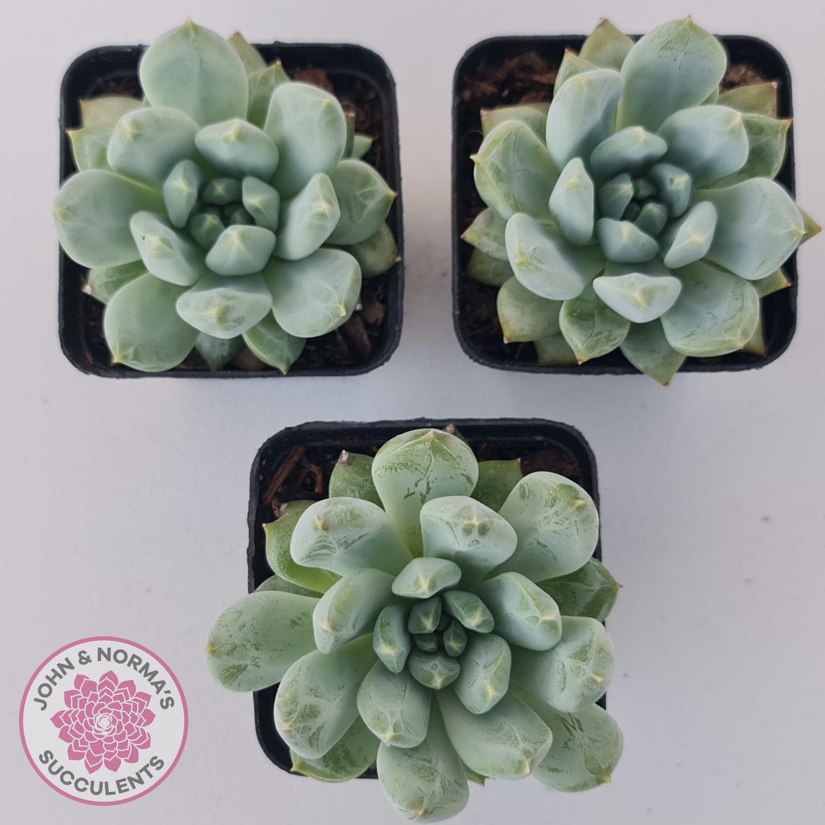 Pachyphytum Du La La
