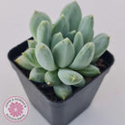 Pachyphytum Du La La