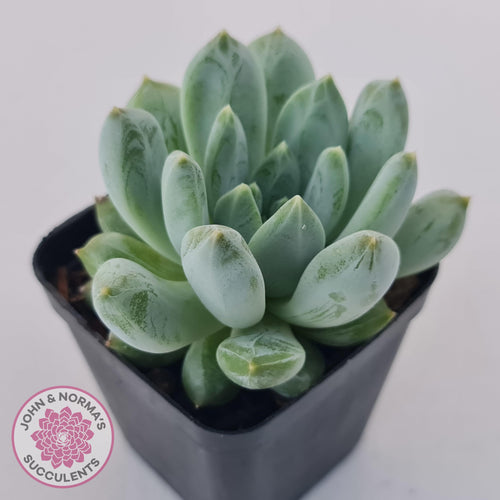 Pachyphytum Du La La - John & Norma's Succulents Australia