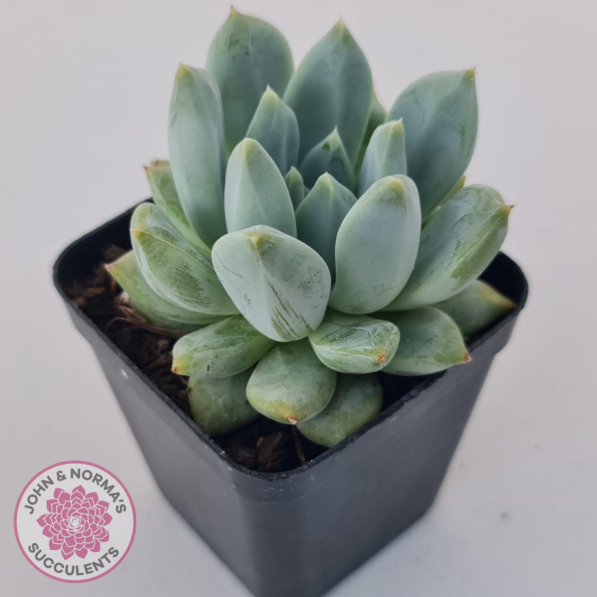Pachyphytum Du La La