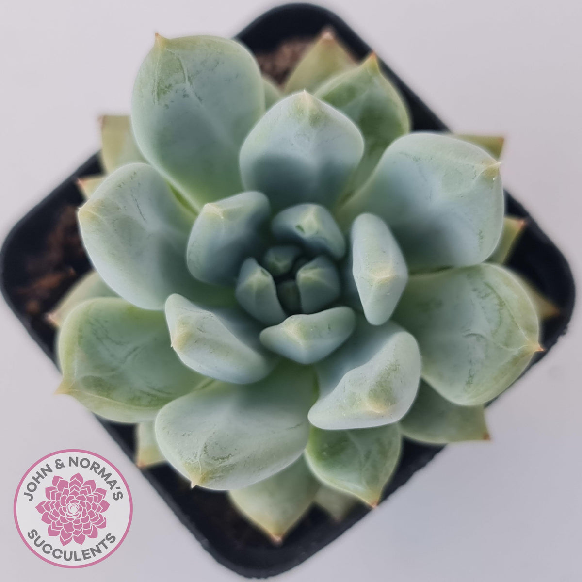 Pachyphytum Du La La