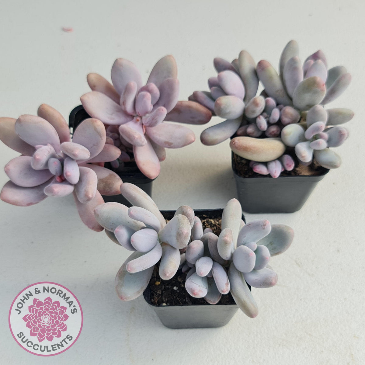 Pachyphytum Glutincaule