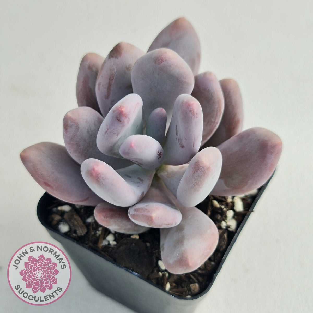 Pachyphytum Glutincaule