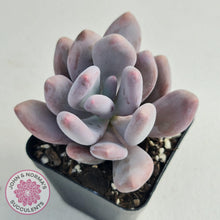 Load image into Gallery viewer, Pachyphytum Glutincaule - John &amp; Norma&#39;s Succulents
