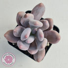 Pachyphytum Glutincaule