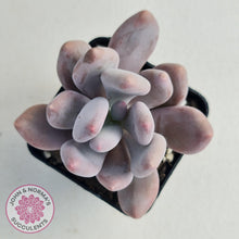 Load image into Gallery viewer, Pachyphytum Glutincaule - John &amp; Norma&#39;s Succulents
