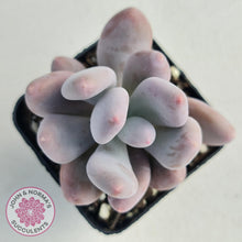 Load image into Gallery viewer, Pachyphytum Glutincaule - John &amp; Norma&#39;s Succulents
