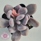 Pachyphytum Glutincaule